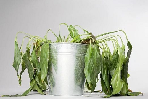 甲醛超标会导致植物枯萎吗